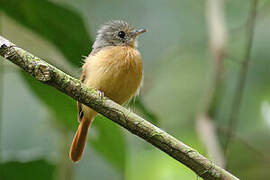 Ruddy-tailed Flycatcher