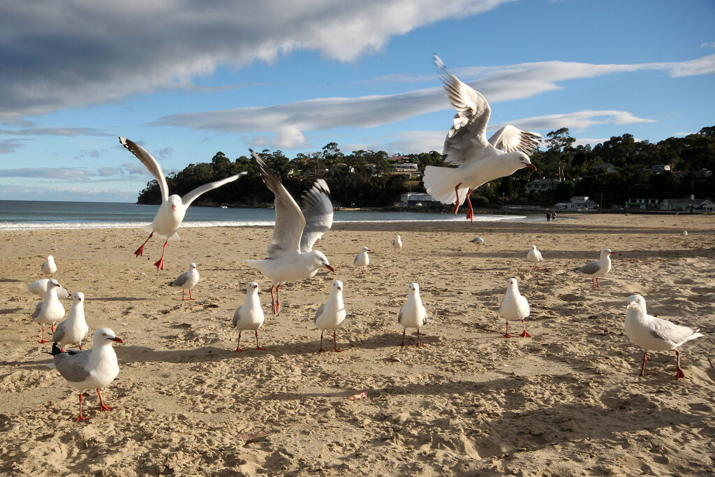 Mouette argentéeadulte nuptial