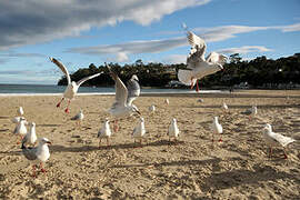 Silver Gull