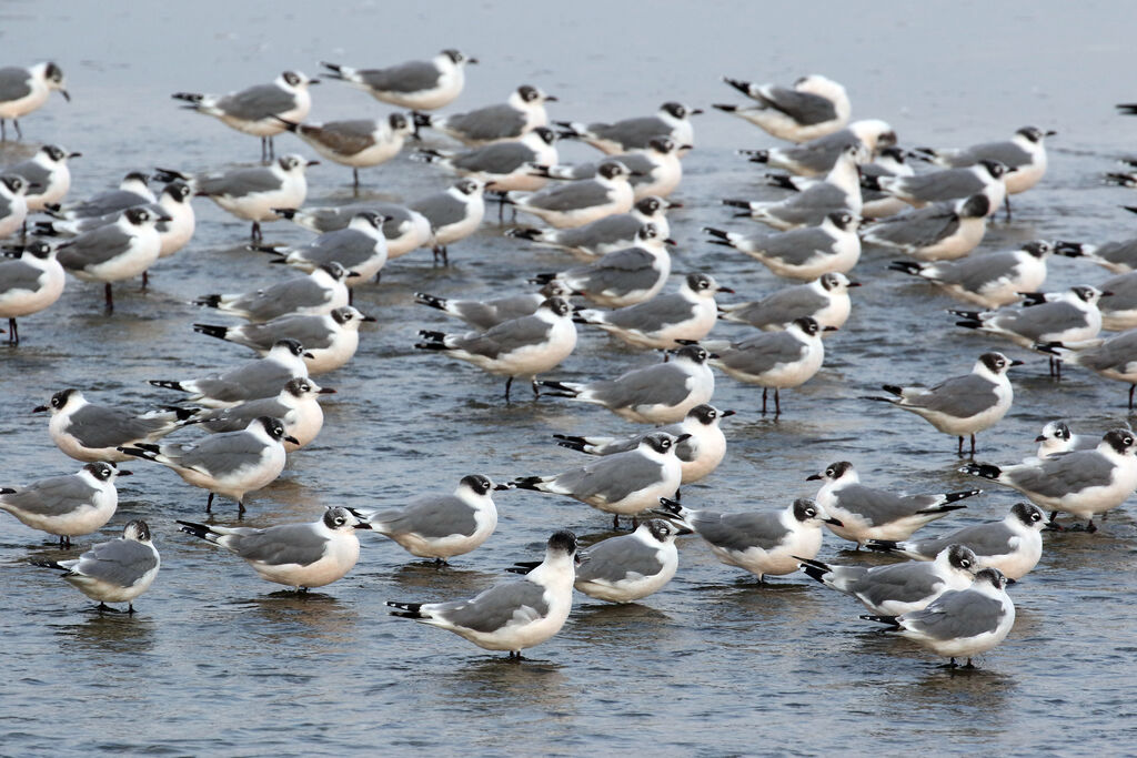 Mouette de Franklinadulte internuptial