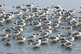 Mouette de Franklin