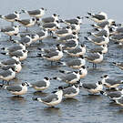 Mouette de Franklin