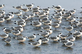 Mouette de Franklin