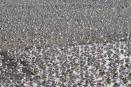 Franklin's Gull