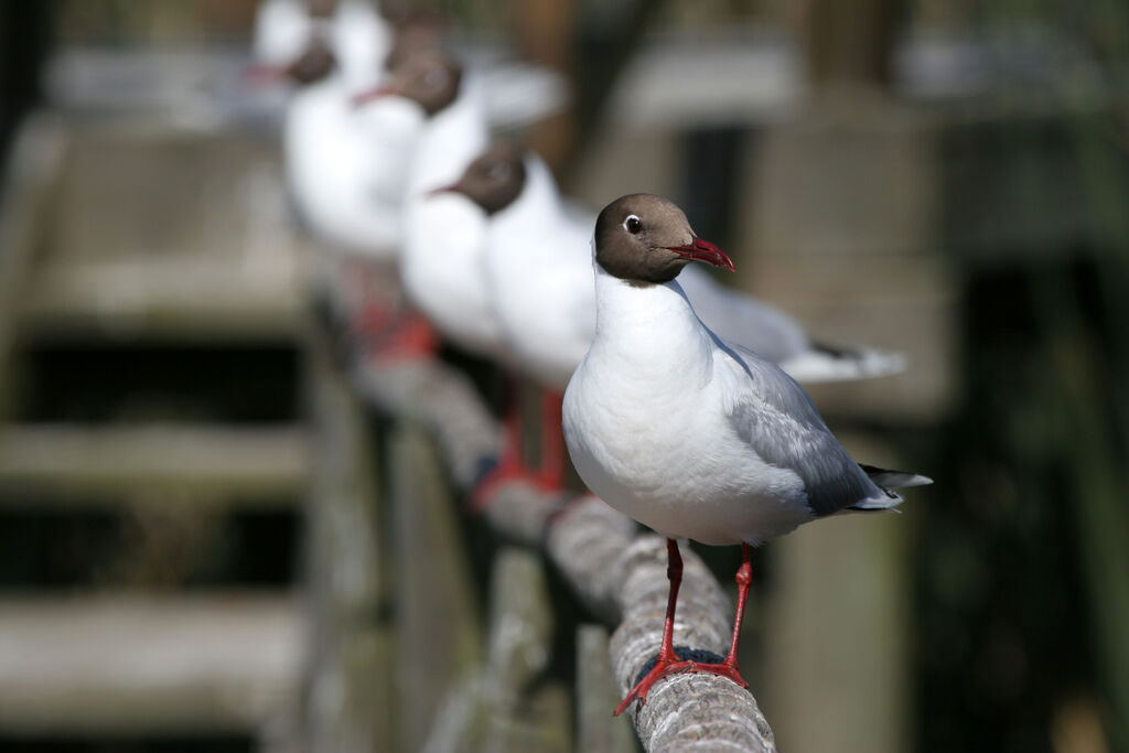 Mouette de Patagonieadulte nuptial