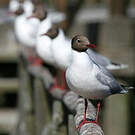 Mouette de Patagonie