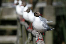 Mouette de Patagonie