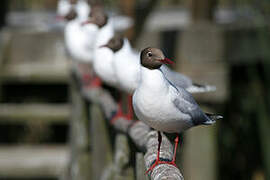 Brown-hooded Gull