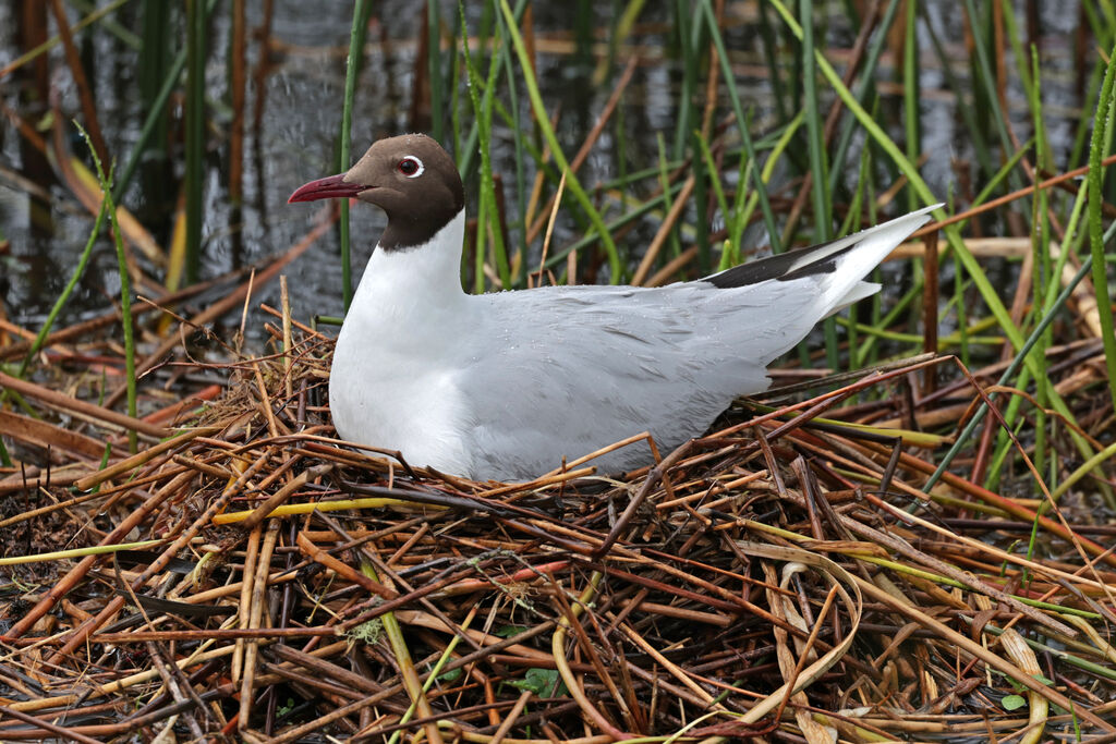 Mouette de Patagonieadulte nuptial, Nidification