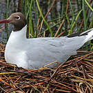 Mouette de Patagonie