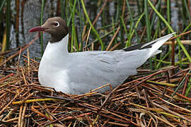 Brown-hooded Gull