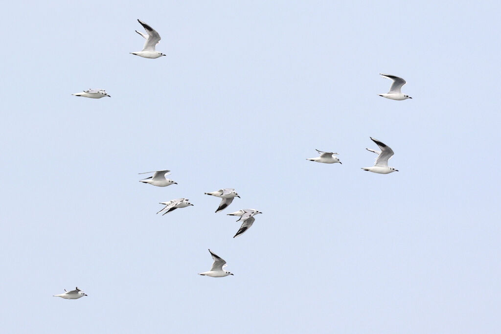 Mouette de Saunders