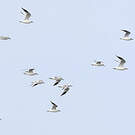 Mouette de Saunders