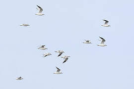 Saunders's Gull