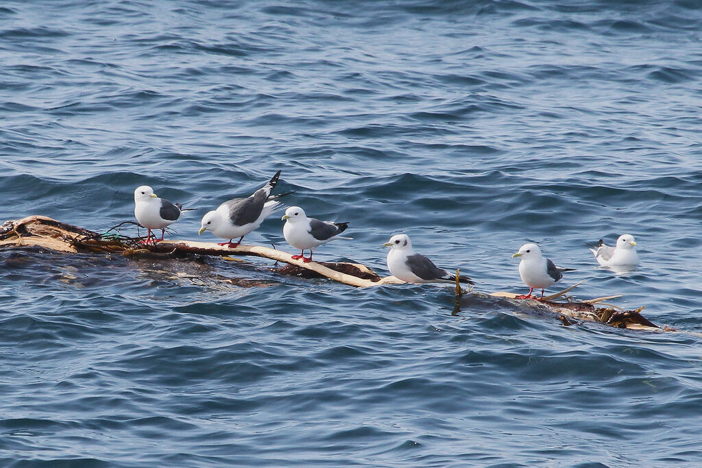 Red-legged Kittiwake