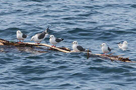 Red-legged Kittiwake