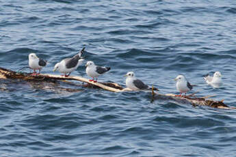 Mouette des brumes