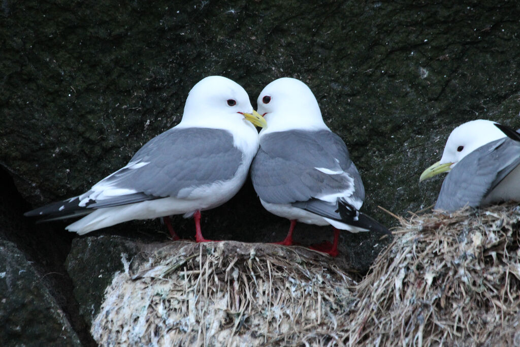 Mouette des brumesadulte nuptial