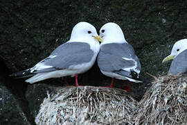 Red-legged Kittiwake