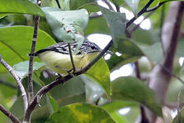 Yellow-throated Antwren