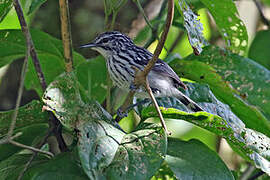 Stripe-chested Antwren