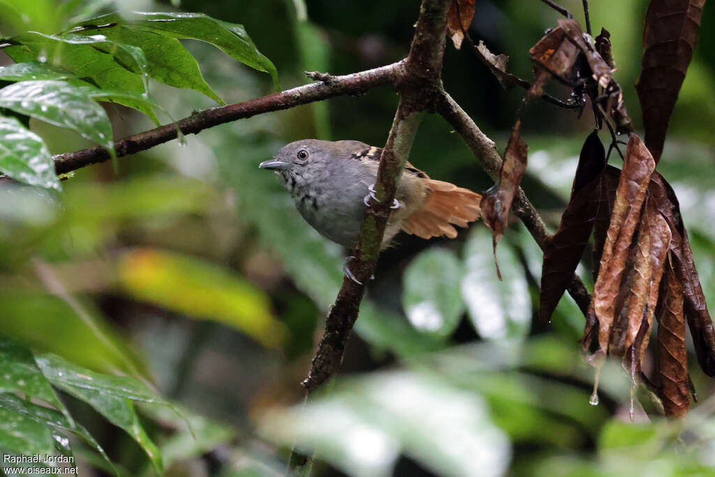 White-eyed Stipplethroat male adult