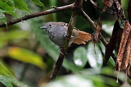 White-eyed Stipplethroat