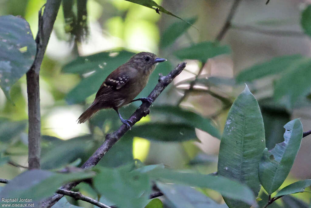 Rufous-backed Stipplethroat female adult