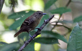 Rufous-backed Stipplethroat