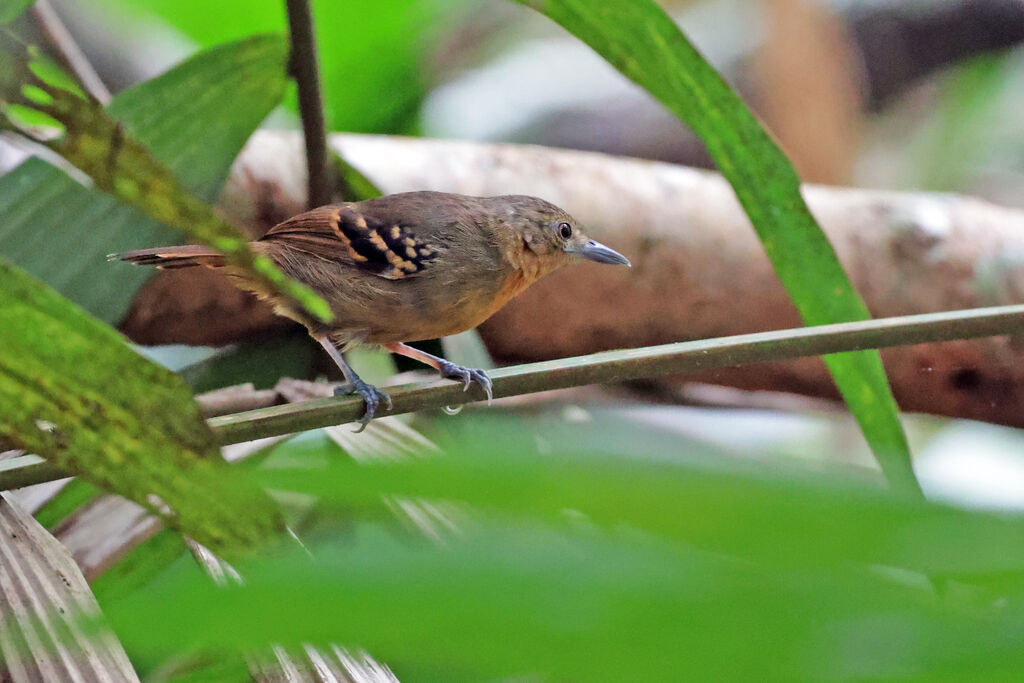 Rufous-backed Stipplethroat female adult