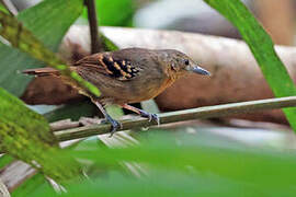 Rufous-backed Stipplethroat