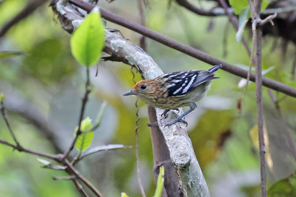 Amazonian Streaked Antwren female adult