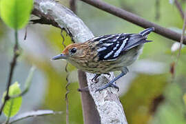 Amazonian Streaked Antwren