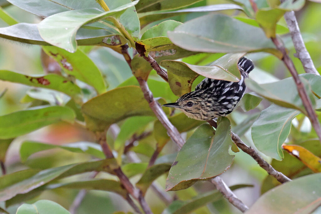 Cherrie's Antwrentransition