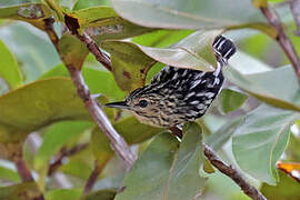 Cherrie's Antwren