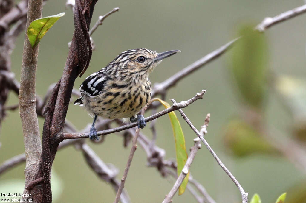 Cherrie's Antwren