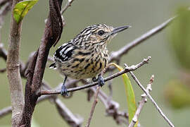 Cherrie's Antwren