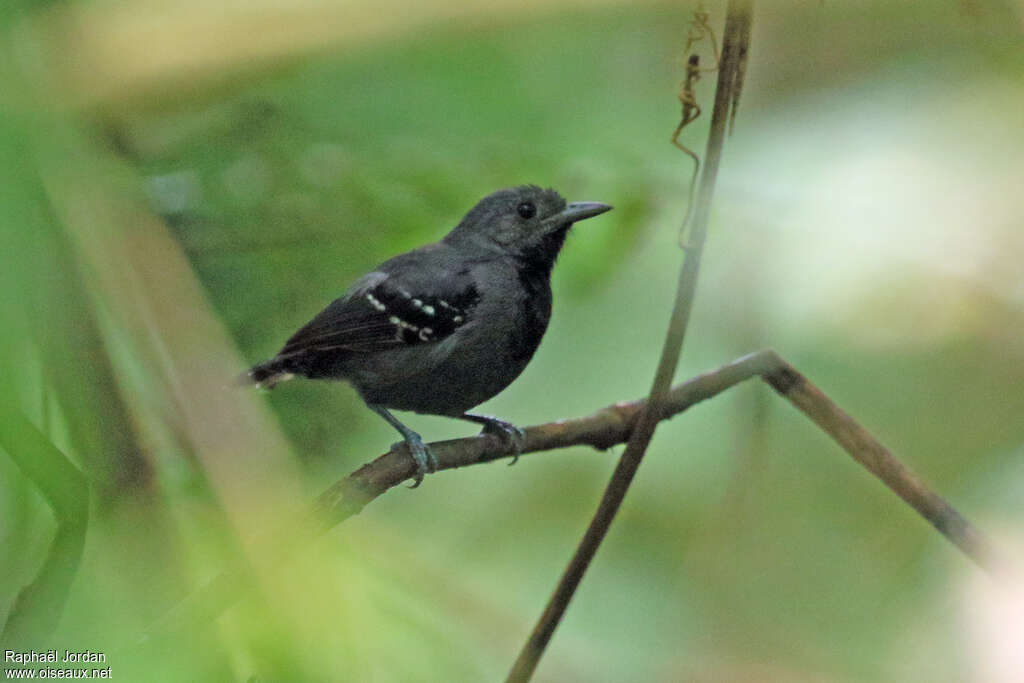 Salvadori's Antwren male adult, identification