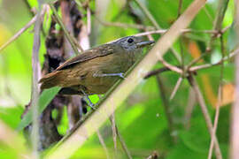 Salvadori's Antwren