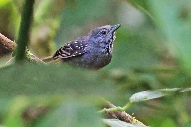 Foothill Stipplethroat male adult