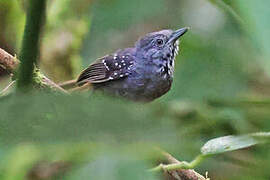 Foothill Stipplethroat