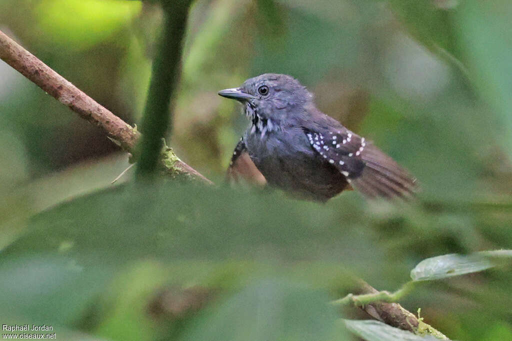 Foothill Stipplethroat male adult