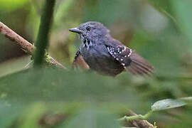 Foothill Stipplethroat