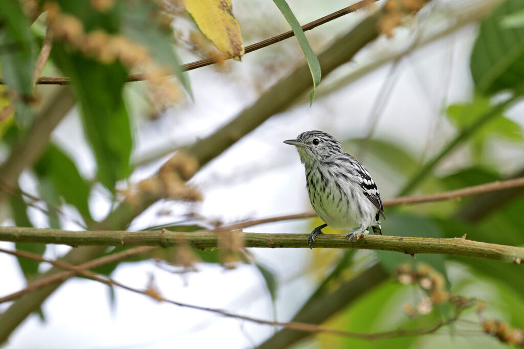 Pacific Antwren male adult