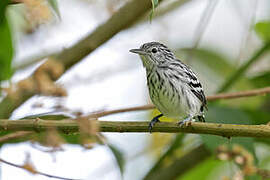 Pacific Antwren