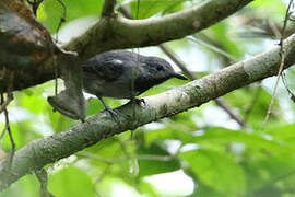 Long-winged Antwren