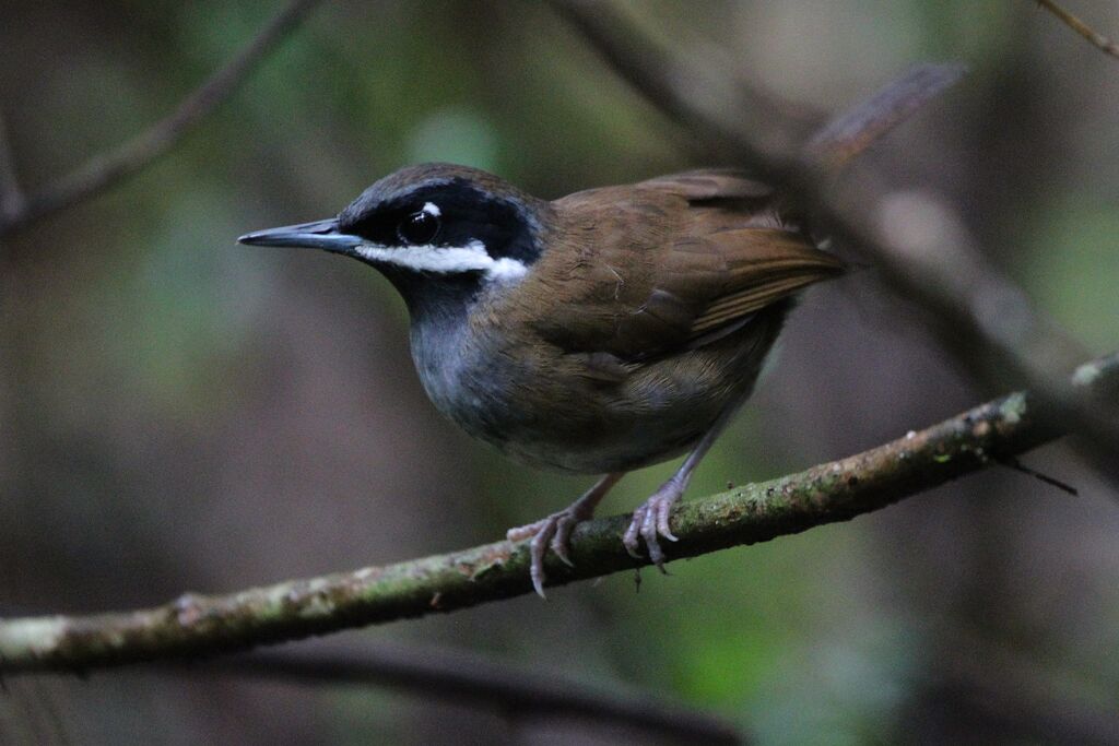 Crossley's Vanga male adult