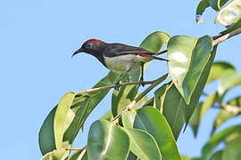 Myzomèle de Timor