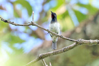 Myzomèle de Timor