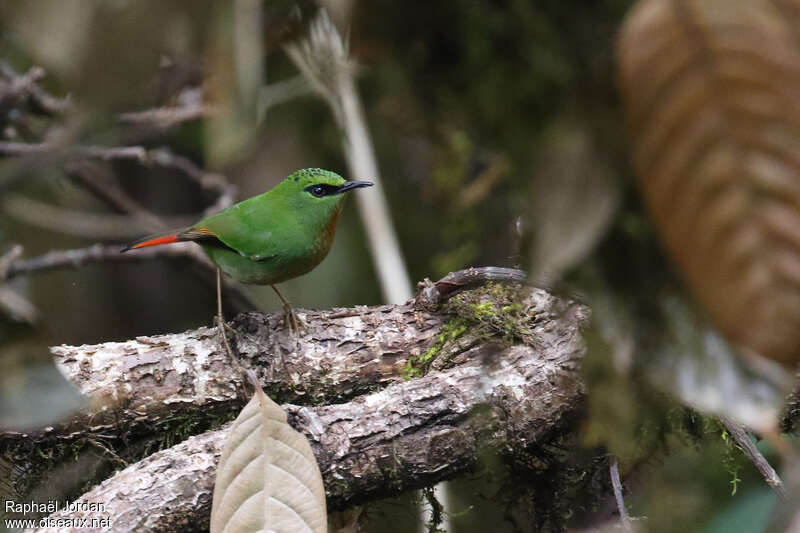 Fire-tailed Myzornis male adult breeding, identification